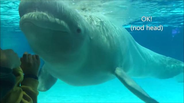 Hello! I am beluga!!! [Funny Fish and Animals] #aquarium, #lotteworld aquarium смотреть онлайн