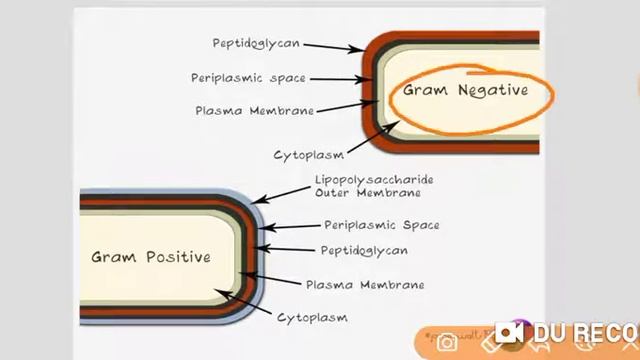 General Principles of Antimicrobial Agents/ Antibiotics: Pharmacology смотреть онлайн
