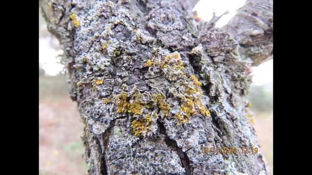 Xanthoria polycarpa syn Polycauliona polycarpa Greece by Theo FotiadisΝέο βίντεο смотреть онлайн