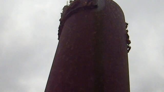 琵琶湖　湖上鉄柱にセグロアシナガバチの集団 смотреть онлайн