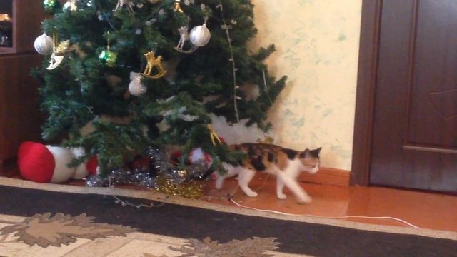 кошка играет с елкой LUNA 22.12. 2015 смотреть онлайн
