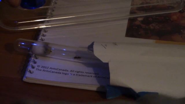 Anthouse - Part 6 - Lasius Niger Out of Hibernation смотреть онлайн