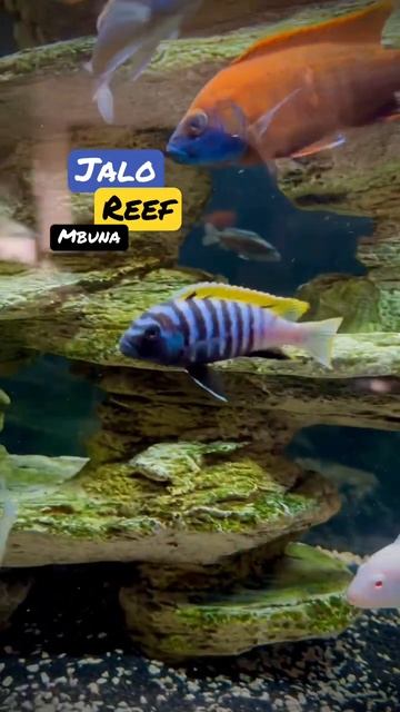 Before you ask, NO this is NOT a salt water tank lol 💙💛 #cichlids #mbuna #jaloreef #fishtank #yt смотреть онлайн