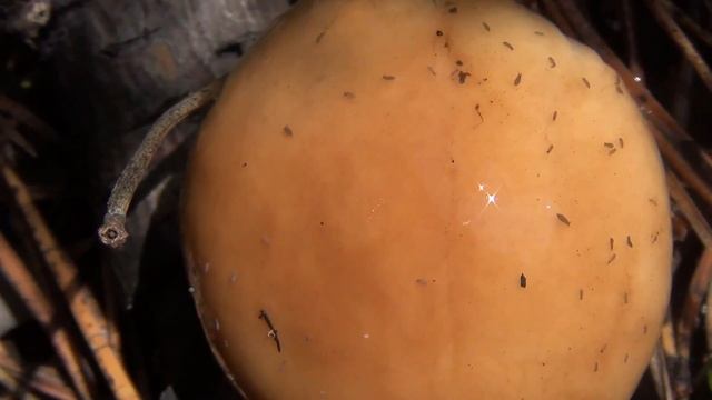 СИМБИОЗНИКИ ГРИБОВ МАСЛЯТ 🍄🍄🍄 смотреть онлайн