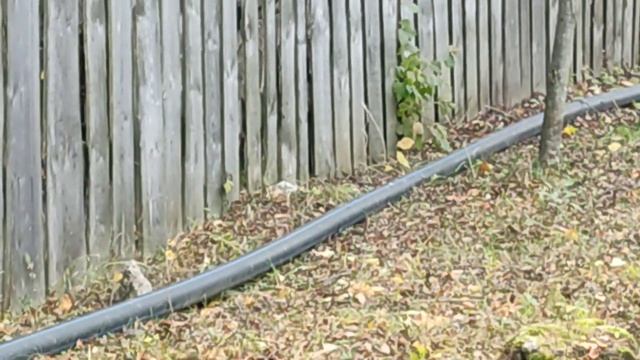 18 октября 2022 г. Прогулка по парку. Кормление диких кошек, белочка смотреть онлайн