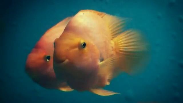 Я рыба,быть рыбой хорошо! смотреть онлайн