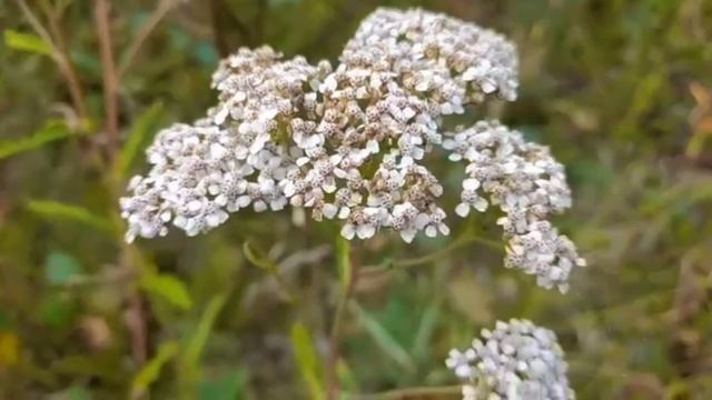 Устали мы от рыбалки-Пошли по грибы| Красивая природа! смотреть онлайн