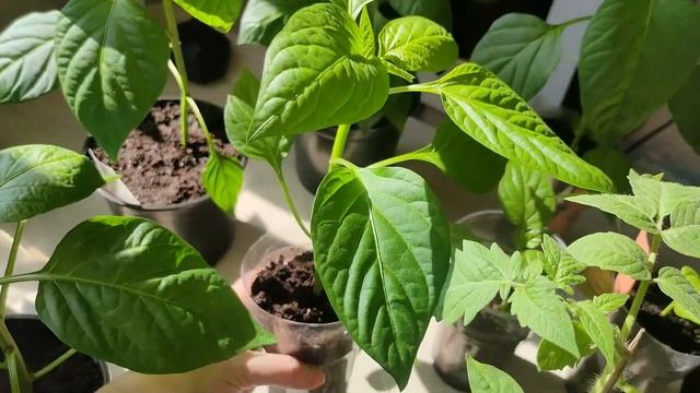 СДЕЛАЙТЕ это с рассадой ПЕРЦА и он вас завалит урожаем смотреть онлайн