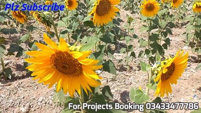 Battery Bank Addition in Inverex 3.2KW Solar Project смотреть онлайн