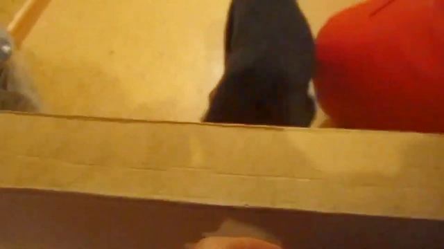 порода Малховер. Альма. 😁 смотреть онлайн