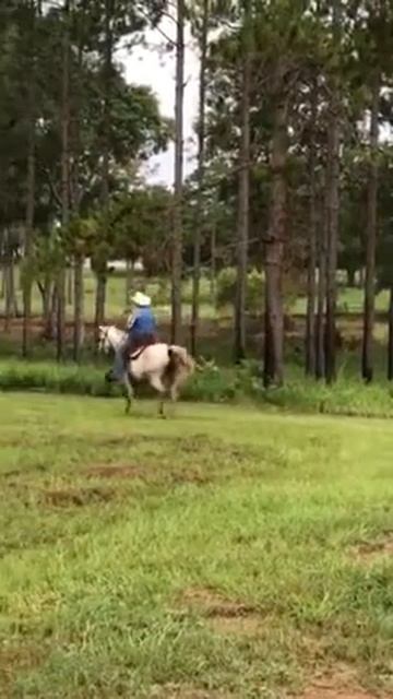 Missouri Foxtrotter Mare - Slow Gait смотреть онлайн