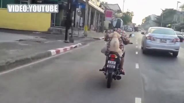 Смешные Собаки смешно о собаках Видео Сборник 2016 смотреть онлайн