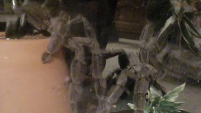 Trinidad chevron Tarantula (Psalmopoeus cambridgei) mating dance смотреть онлайн
