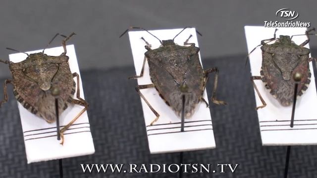 Cimice asiatica: C'è la rete смотреть онлайн