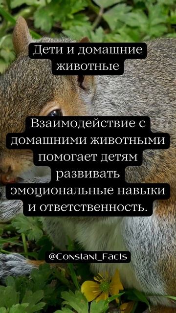 Дети и домашние животные смотреть онлайн