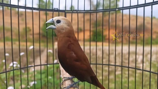 burung emprit bondol kaji gacor mangap - mangap ‼️226 смотреть онлайн