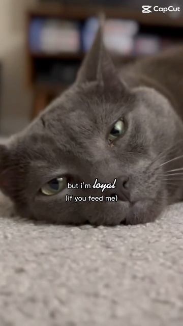 I’m loyal with zero social skills #purr #cats #bluecat #cat #funny #catpurr #cutepets #kitten смотреть онлайн