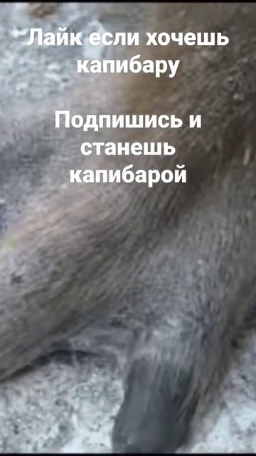 #shorts #капибара #приколы #мемы #хаха #subscribe #like ##capybara #врек смотреть онлайн
