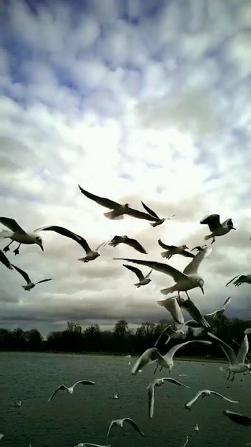 BIRD in Flight [TrendinG] Part 9 #mvvideolog #mythreyanvishvajeth смотреть онлайн