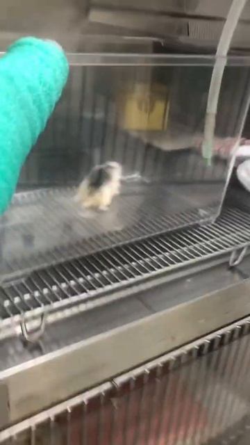 ⑤ロボロフスキーハムスターのレオナルドちゃんの治療、吸入療法、酸素療法 смотреть онлайн