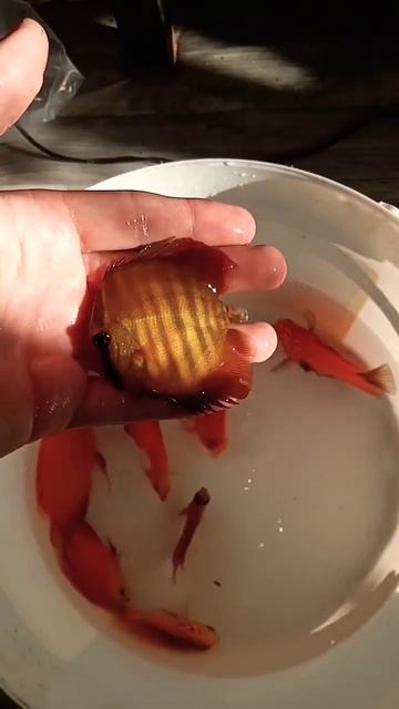 Лучшие из худших в добрые руки #аквариумныерыбки #discus #дискусы #aquarium #аквариум смотреть онлайн