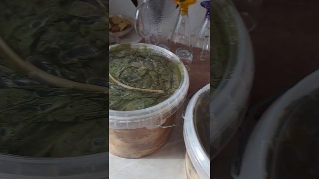 соленые грибы