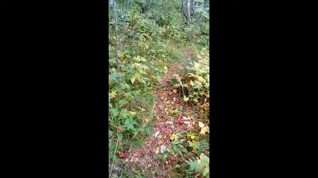 Владик идет в лес за грибами смотреть онлайн