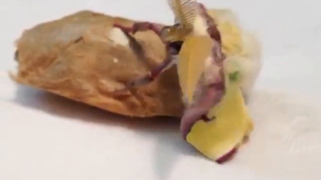 Luna Moth Ecloses at The Caterpillar Lab смотреть онлайн