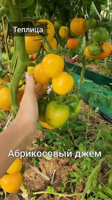 Сорта томатов для вяления смотреть онлайн