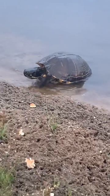 ADORABLE MYRTLE BEACH SLIDER TURTLES (#short) pond turtles смотреть онлайн