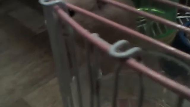 Мои хомячки новое видео! смотреть онлайн