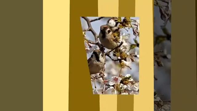 Игорь Северянин   