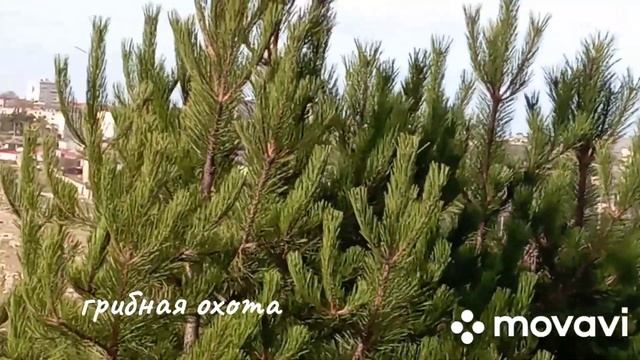 первые маслята...,12 ноября, Севастополь.