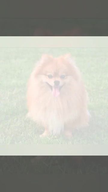 Какая ты порода собак по зз. 2 часть смотреть онлайн