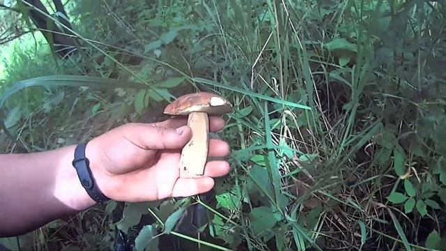 Нашествие белых, грибов🙃 смотреть онлайн