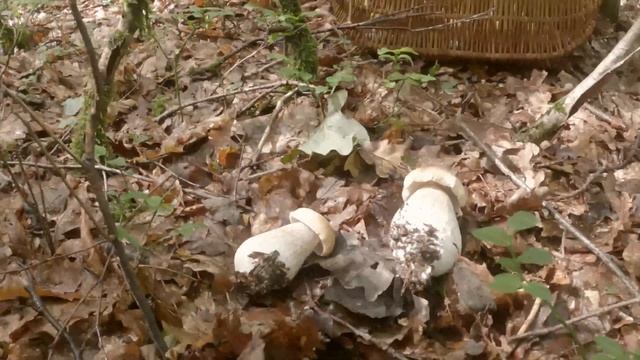 Первые грибы.09.08.2023 смотреть онлайн