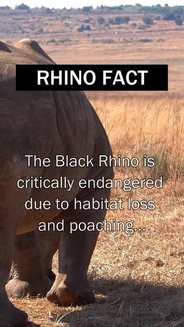 Endangered Animals - Black Rhino #shorts #animalfacts #rhino #blackrhino #endangered смотреть онлайн