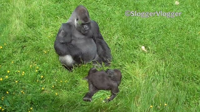 Cheeky Baby Gorilla Trolls Silverback Dad смотреть онлайн
