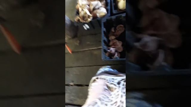 Грибов принесли мало, а печку всё равно придётся топить.