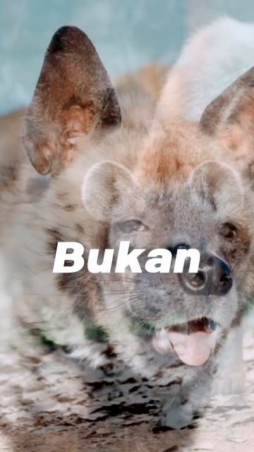 Hyena halal dimakan #shorts смотреть онлайн