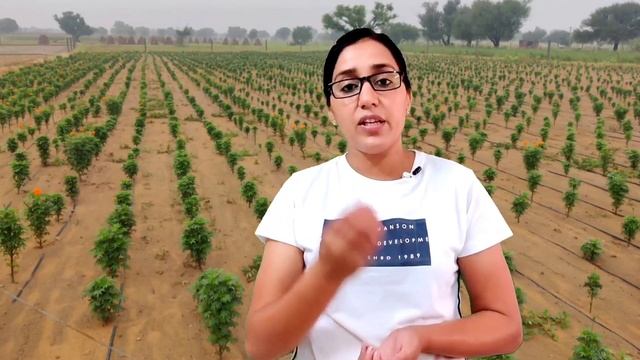 🐛🐝Neem Oil Spray For Plants |🦟🪰 Neem Oil For Plants | Neem Oil Ka Spray Kaise Kare | Neem Oil