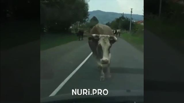 Походка корова лучше чем женщина смотреть онлайн