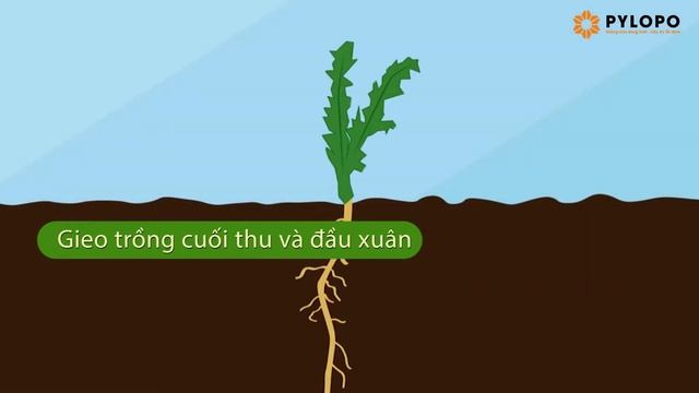 [PyLoRaTV] - KHÁM PHÁ NGUỒN GỐC ĐẶC BIỆT TẠO NÊN BỘ ĐÔI THUỐC DƯỢC THẢO PYLOPO CHỮA RONG KINH