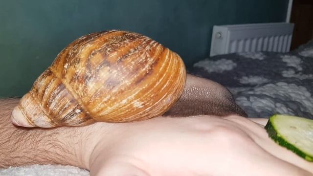 Archachatina marginata suturalis смотреть онлайн