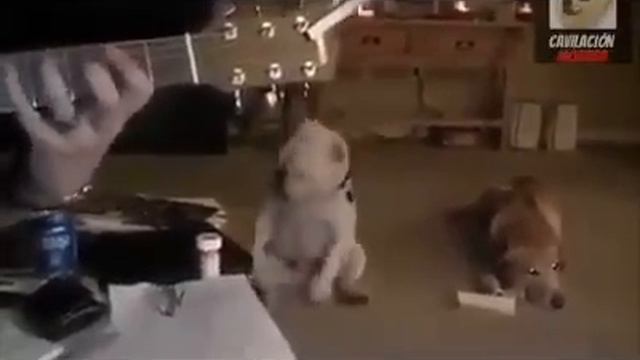 Тунц тунц 😄 смотреть онлайн