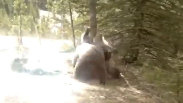 Пати медведей смотреть онлайн