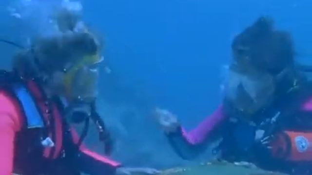 2 frogwomen, a dolphin, a sunken plane....and Navy frogmen! - Scene 1 смотреть онлайн