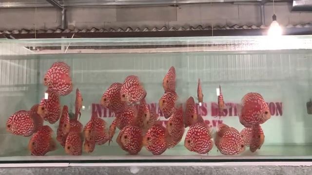 Discus Strains: Pigeon Blood, Red Pigeon, Red Pigeon Pearl, Web Pigeon смотреть онлайн