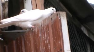 Пермские голуби.