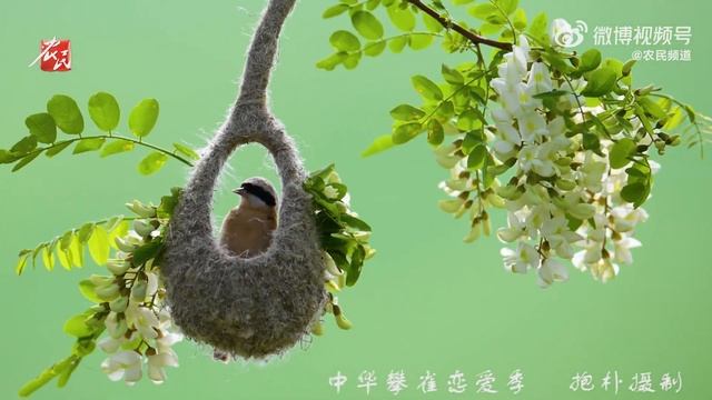 【文化旅游】小鸟盖出了我的梦中情房 来源@农民频道 #山西 #中国文化 #文化 #艺术 #非遗 #历史 #旅游 #景点 #景色 смотреть онлайн